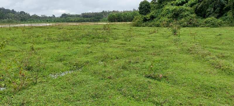 5 Acre Agricultural/Farm Land for Sale in Mudigere, Chikmagalur