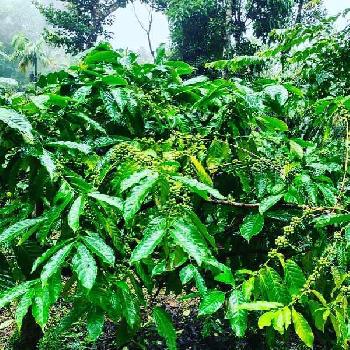 5 acre average maintained coffee and areca plantation for sale