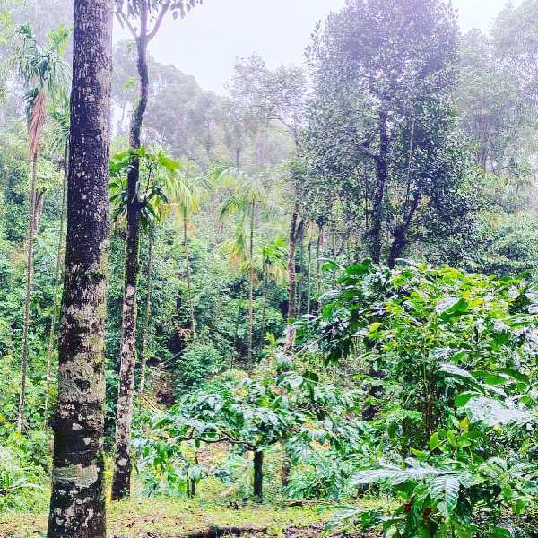 5 acre average maintained coffee and areca plantation for sale