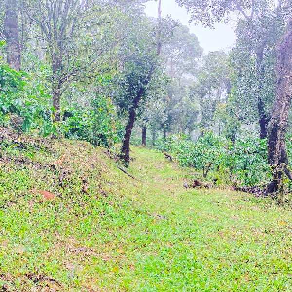 5 acre average maintained coffee and areca plantation for sale