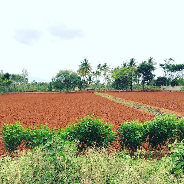 2 acre 14 gunta farm land for sale in dodballapura