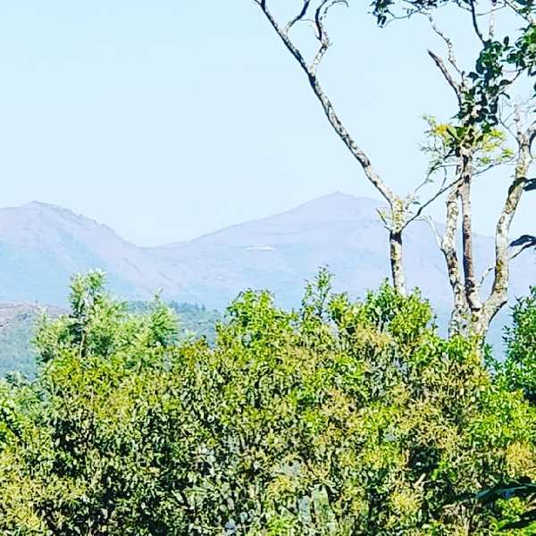 19.11 acre land for sale in chikmagAlur
