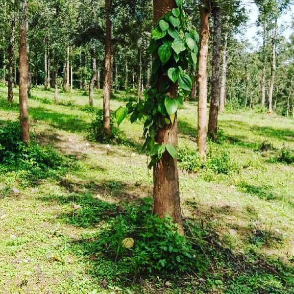 2 acre coffee plantation for sale
