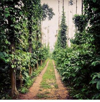 331 acre coffe estate for sale in chikmagAlur