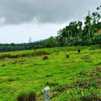 15 Acre Agricultural/Farm Land for Sale in Mudigere, Chikmagalur