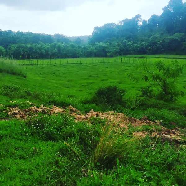 3.5 Acre Agricultural/Farm Land for Sale in Mudigere, Chikmagalur