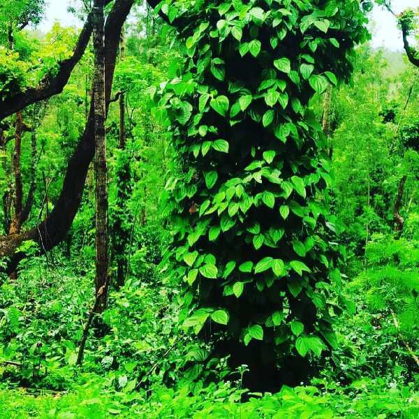 2 acre coffee plantation for sale in Chikmagalur