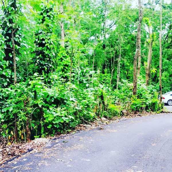 2 acre coffee plantation for sale in Chikmagalur