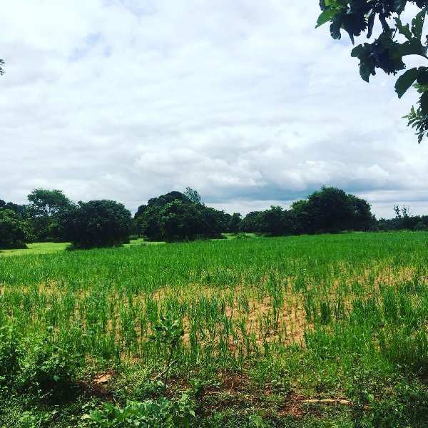 37 guntas farm land for sale in Doddballapura