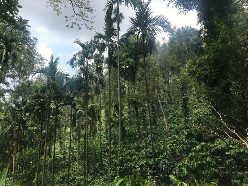 251 acre coffee plantation for sale