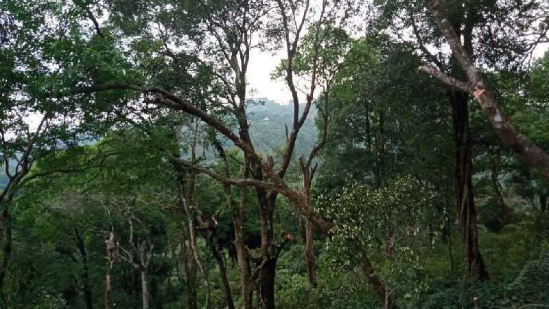 16 acre land for sale in madikeri