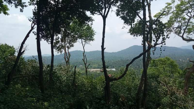 16 acre land for sale in madikeri