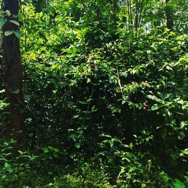 18 acre average maintained coffee estate for sale in hassan