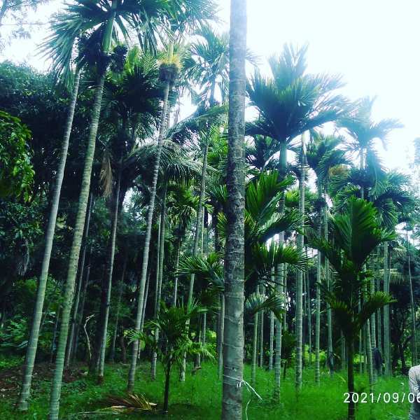 10 acre plantation for sale in Chikmagalur