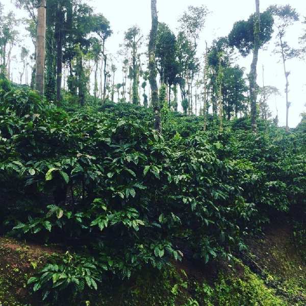 8 acre coffee plantation for sale