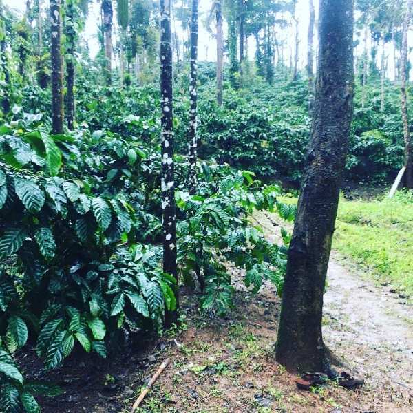 8 acre coffee plantation for sale
