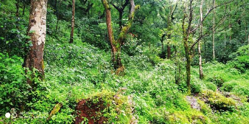 13.5 acre land for sale in giri area