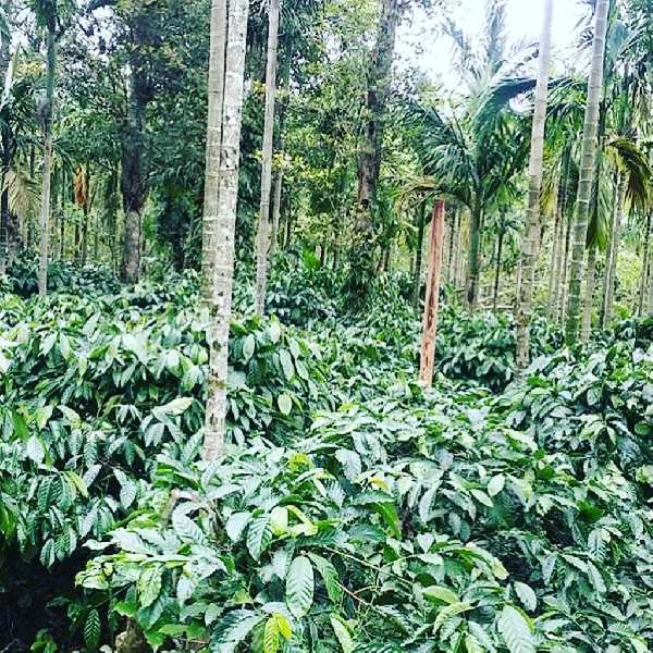 29 acres well maintained coffee/pepper/Areca plantation for sale in Chikkamagaluru