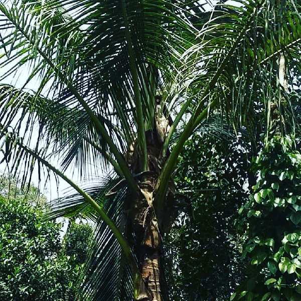 29 acres well maintained coffee/pepper/Areca plantation for sale in Chikkamagaluru