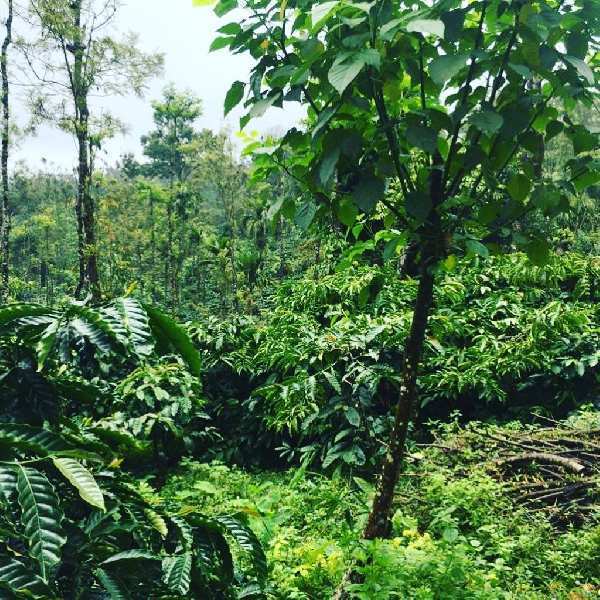 5 acre well maintained coffee estate for sale in Mudigere