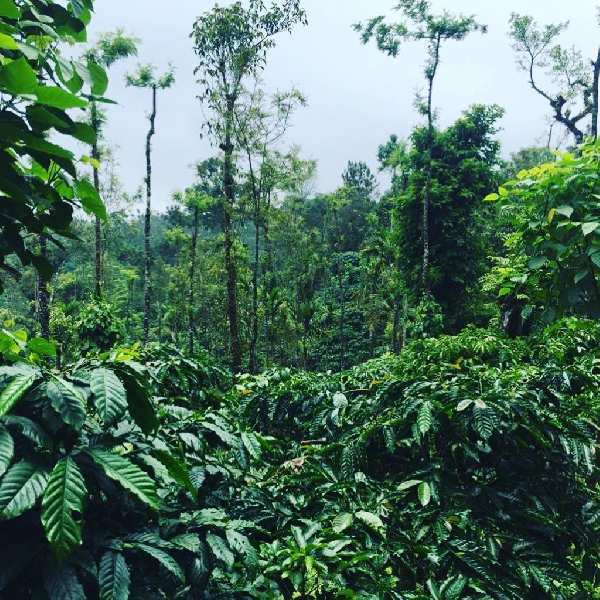 5 acre well maintained coffee estate for sale in Mudigere