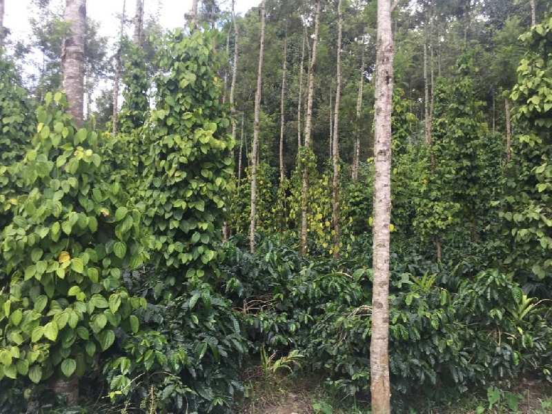 3.25 acre plantation with homestay for sale in Chikkamagaluru