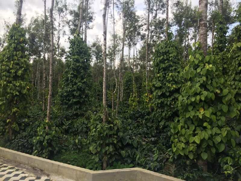 3.25 acre plantation with homestay for sale in Chikkamagaluru