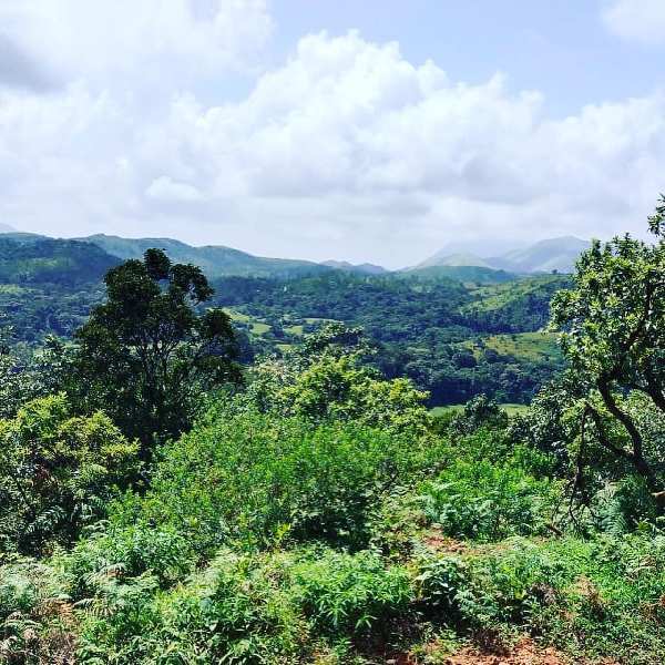 3 acre land for sale in Chikkamagaluru