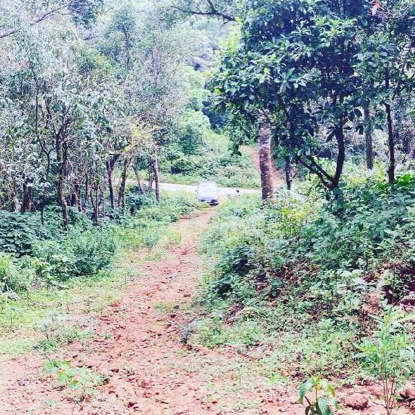 3 acre land for sale in Chikkamagaluru
