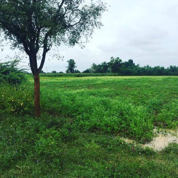 2 acres 17 guntas farm land for sale in Gowribidanuru