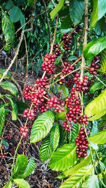 3 acre coffee estate for sale in Chikkamagaluru