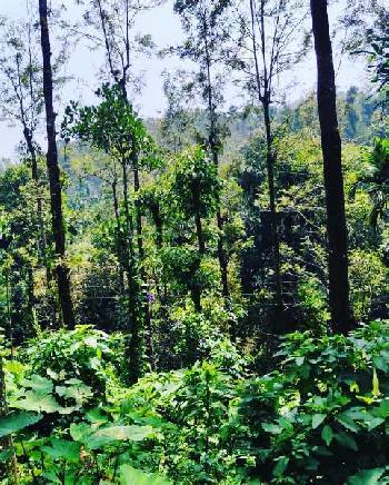 4 acre well maintained coffee estate for sale in Mudigere