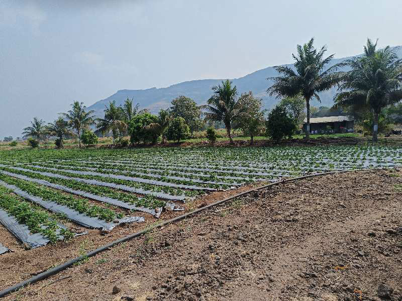 Big agriculture land for sale in wai