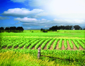 440015 Acre Agricultural/Farm Land for Sale in Butibori, Nagpur