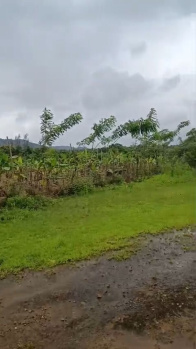 3600 Sq. Meter Orchid Land/Plot for Sale in Dodamarg (Sal)