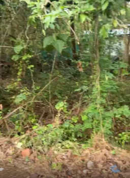 Residential Plot for Sale in Nachinola, North Goa, Goa (2800 Sq. Meter)