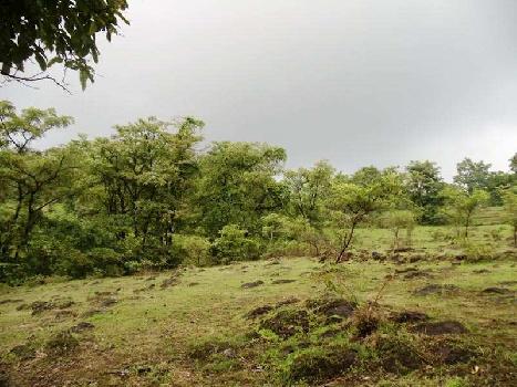 Plantation Property in Sangameshwar