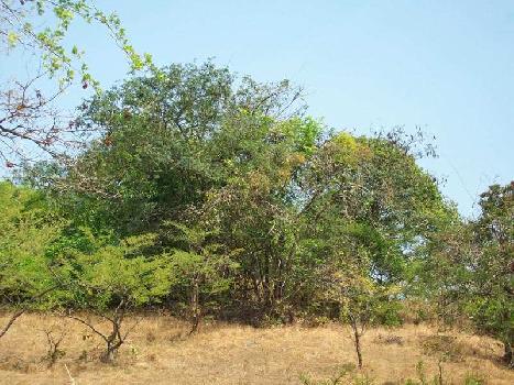 Agricultural Plot for Sale in Kokan