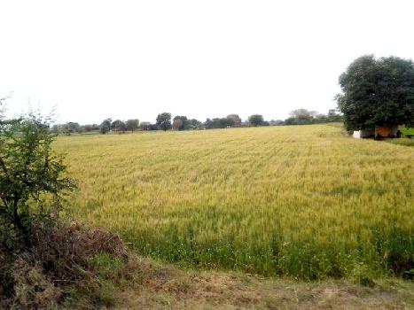 Agricultural Land in Madhya Pradesh, Gwalior, Tekanpur