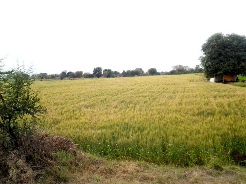Agricultural Land In Madhya Pradesh, Gwalior, Tekanpur