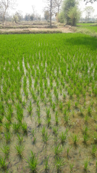 Agricultural Land in Gwalior, Tekanpur