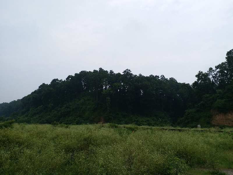 35bigha agriculture land in Shankerpur near Selaqui