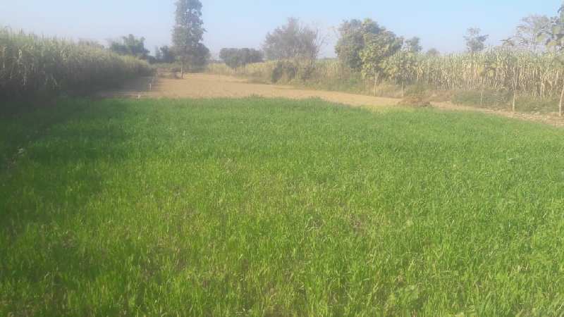 17bigha land on Dholas to jamunwala Road,