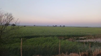 50 Ares Agricultural/Farm Land for Sale in Ayodhya, Faizabad