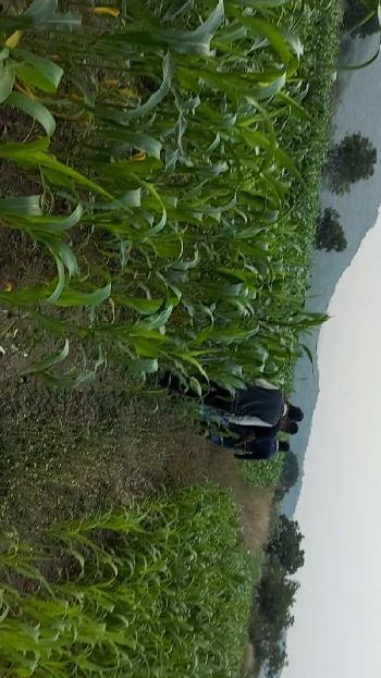 2 Acre Agricultural/Farm Land for Sale in Khandala, Satara