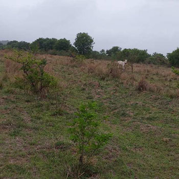 8 Acre Agricultural/Farm Land for Sale in Khandala, Satara