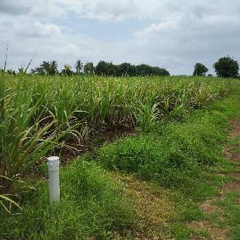 13 Acre Agricultural/Farm Land for Sale in Phaltan, Satara