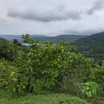 3 Acre Agricultural/Farm Land for Sale in Panchgani Mahabaleswar Road, Mahabaleshwar