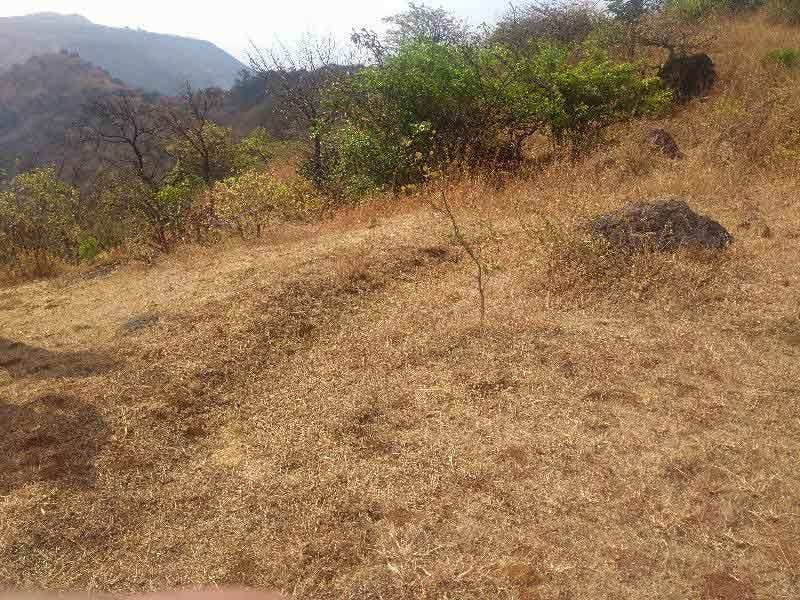 Agricultural/Farm Land for Sale in Maharashtra (40 Acre)