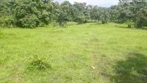 Residential Plot for Sale in Alibag, Raigad (81 Guntha)